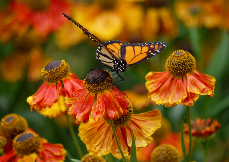 Butterfly resting on a flower