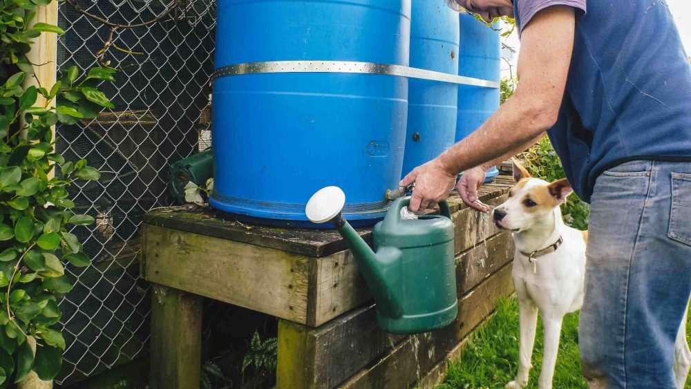 Person filling their watering can from a rainwater collection tank.