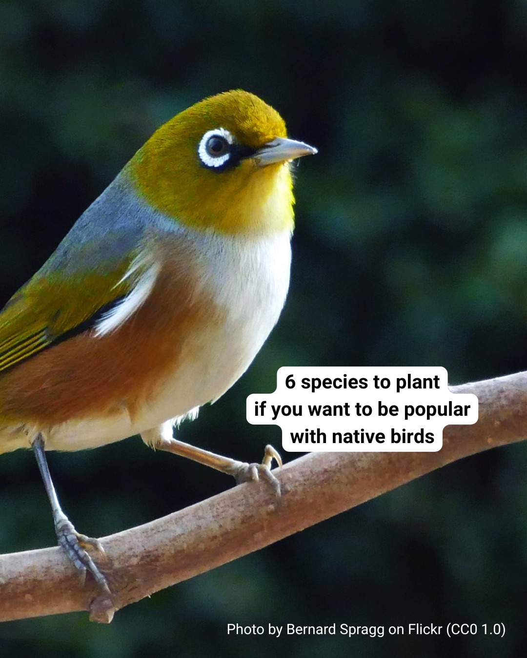 Want to bring all the birds to the yard? We've got you! Come pick up a native plant at our giveaway this weekend:

Rongoā and Native Plant Giveaway 
Saturday 20 June, 10am-2pm
EcoMatters, 1 Olympic Place, New Lynn

While stocks last. One plant per person. Part of Auckland Council's Go Native initiative. Thanks Auckland Council!

If we have plants leftover after the event, you'll also be able to pick one up between Wednesday 24 June to Sunday 28 June, 10am-2pm from the EcoMatters Store. The limit of one plant per person will still apply. Watch this space for updates!