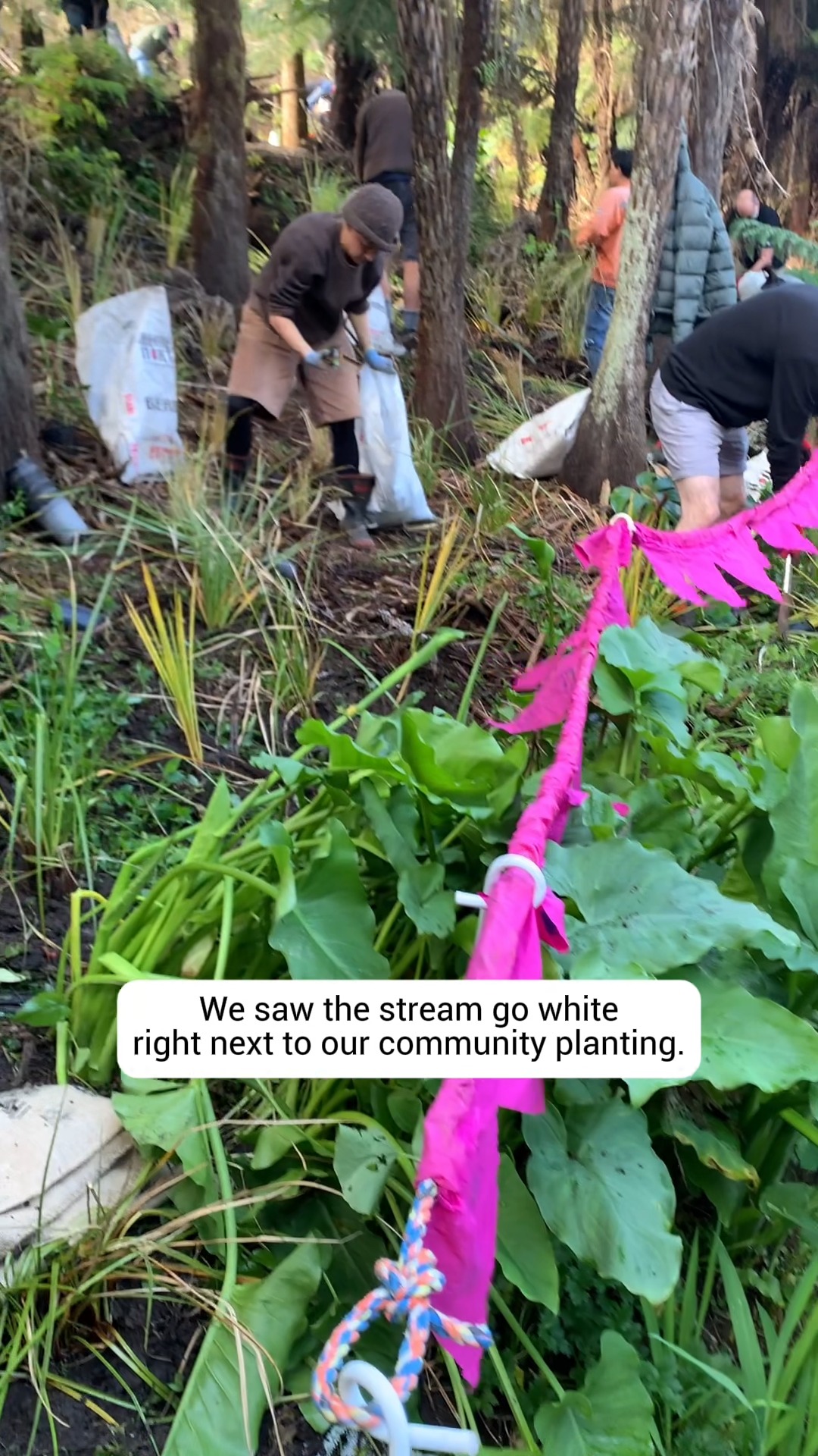 Alright, story time. Two winters ago, we were planting on the Sunnyside stream with the Sunnyvale Awa Neighbours when we saw that the awa next to us had turned an alarming shade of white. One of our volunteers immediately sprang into action to report this to the pollution hotline (thanks Simon!).

Today, @restorehb.nz launched their No Paint in Drains campaign. It's a great reminder that all drains on our driveways and roads are for rain water only, as anything that goes down them will run through our streams to the sea. Paint and car wash soap are pollutants that will smother our streams and harm our fish and aquatic life. 

They've shared some great tips for safer ways to clean your painting equipment and dispose of old paint. Hop over to their website to have a look.

📹 Sunnyside Stream Tributary Planting, August 2024